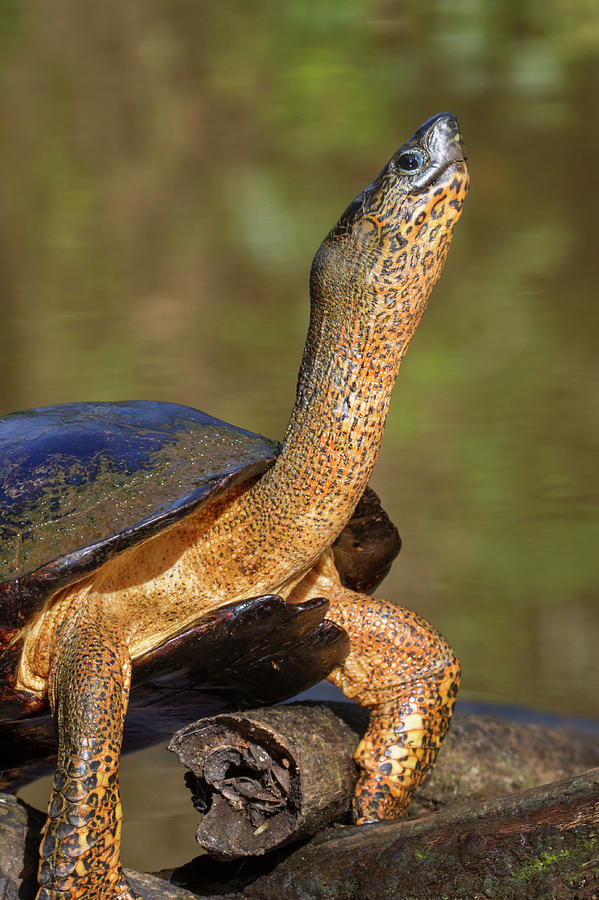 Black River Turtle #3 Photograph by Ivan Kuzmin