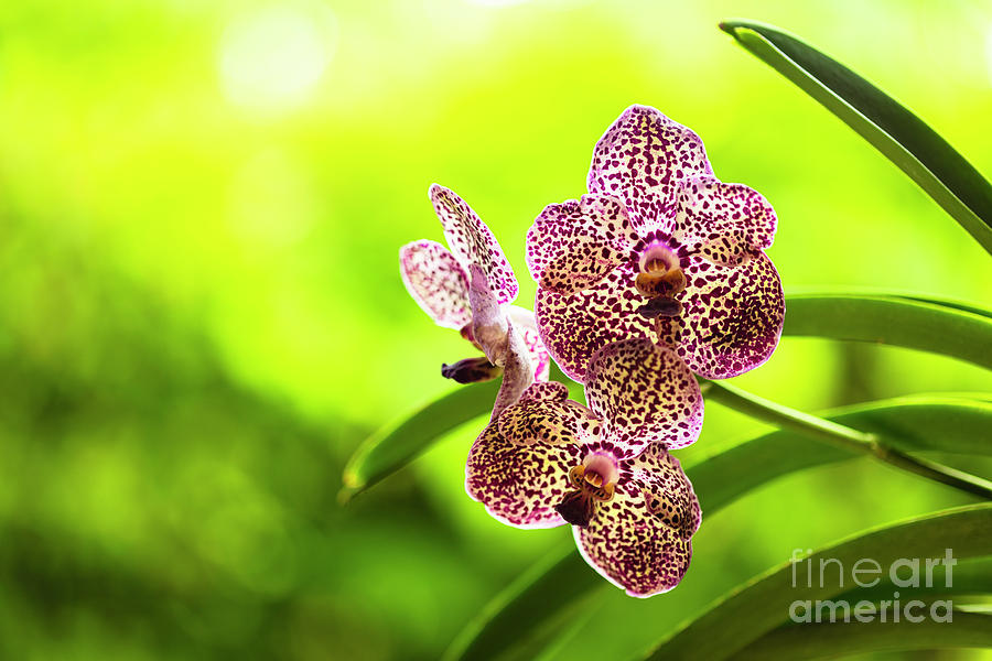 Black Spotted Vanda Orchid Flowers #3 Photograph by Raul Rodriguez