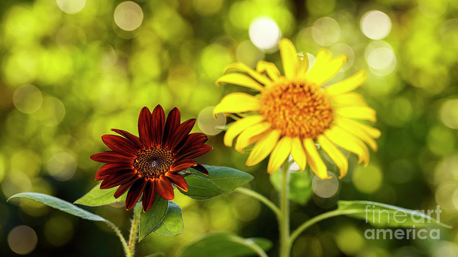 Black Velvet Sunflower #3 Photograph by Raul Rodriguez