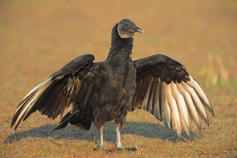 Black Vulture Coragyps Atratus #3 Photograph by James Zipp