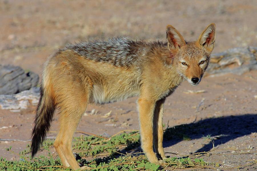 Blackbacked Jackal (canis Mesomelas) Photograph by Roger De La Harpe ...