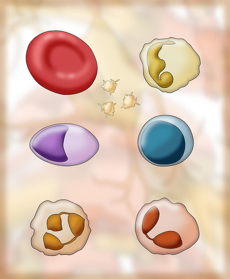Blood Cell Types, Illustration #3 Photograph by Monica Schroeder