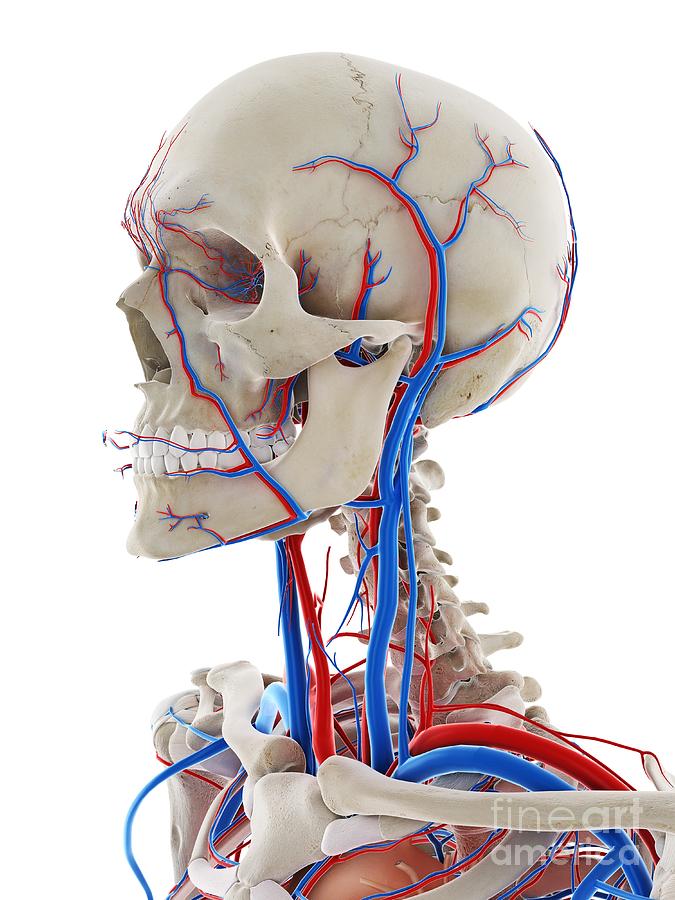 Blood Vessels Of The Head Photograph by Sebastian Kaulitzki/science ...