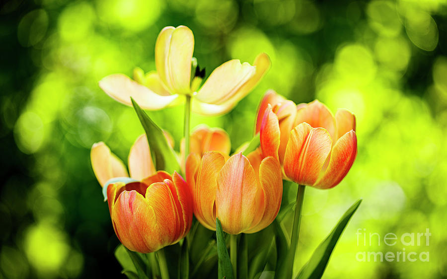 Blooming Tulip Flowers Photograph by Raul Rodriguez
