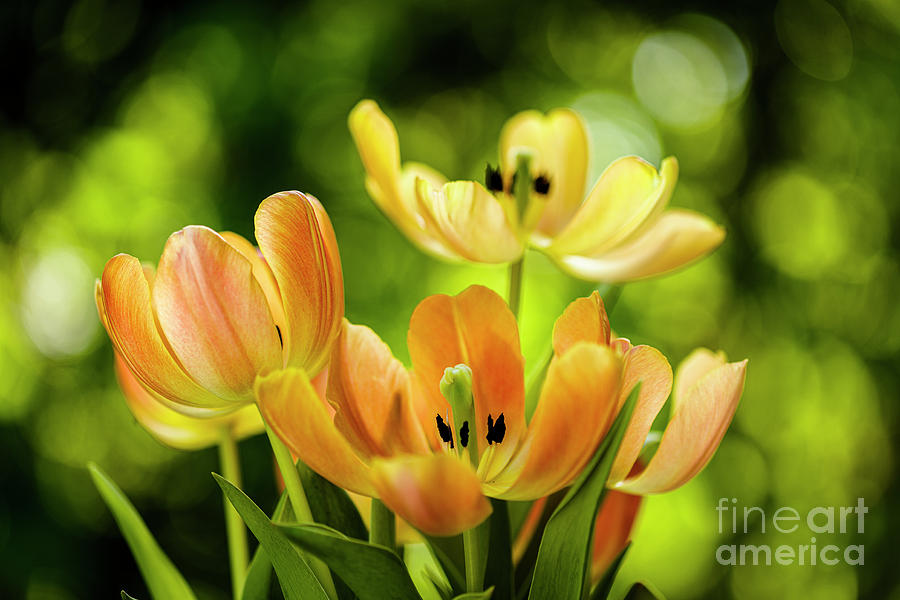 Blooming Tulip Flower #2 Photograph by Raul Rodriguez