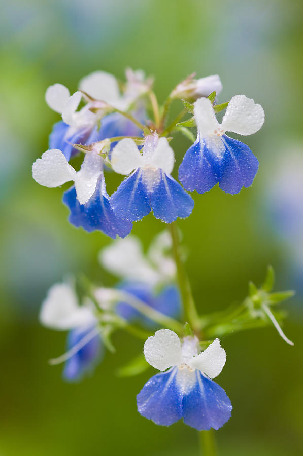 Blue-eyed Mary Flowers #3 Photograph by Michael Lustbader
