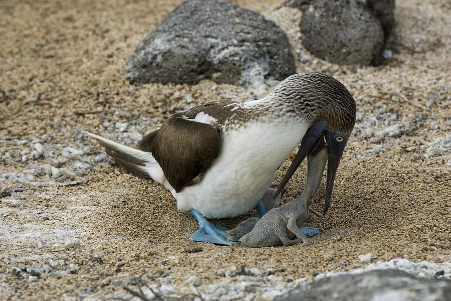 Blue Footed Booby #3 Photograph by David Hosking