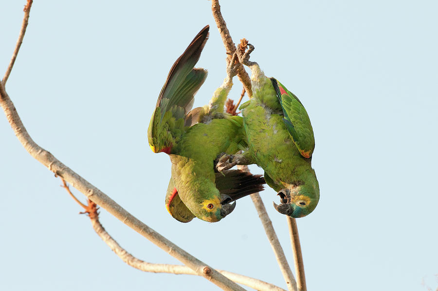 Blue-fronted Parrot Pair #3 Photograph by William Mullins