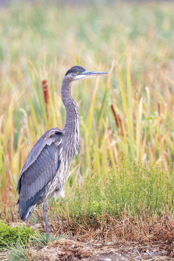 Blue Heron by Michael Chatt Blue Heron by Michael Chatt