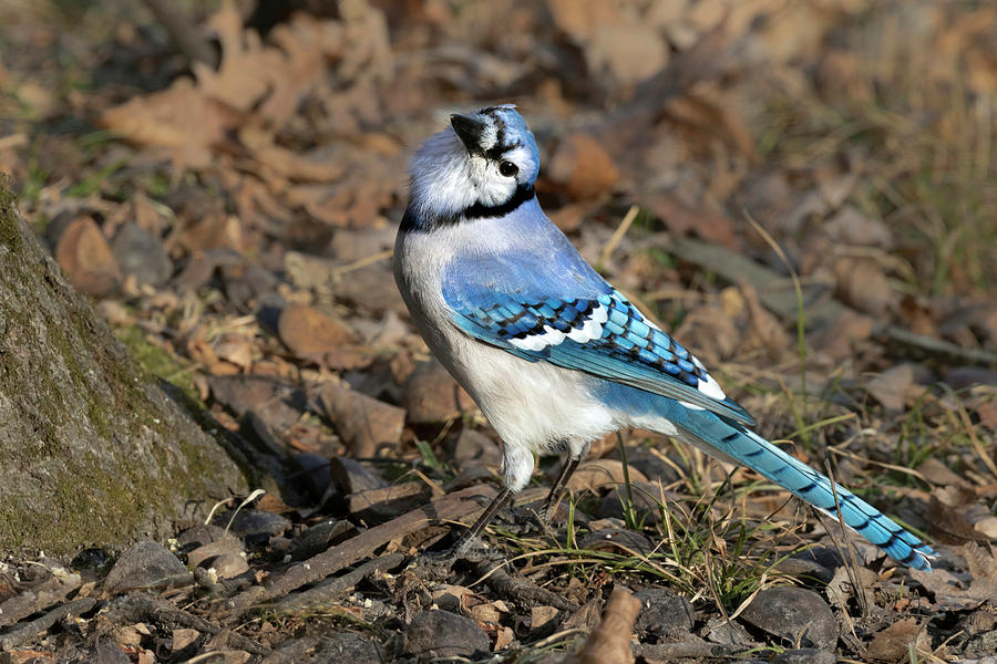 Blue Jay Cyanocitta Cristata by Ivan Kuzmin Blue Jay Cyanocitta Cristata by Ivan Kuzmin