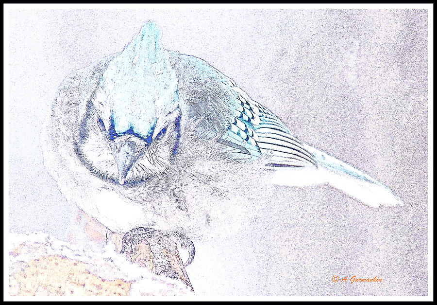 Blue Jay in Winter #3 Digital Art by A Macarthur Gurmankin