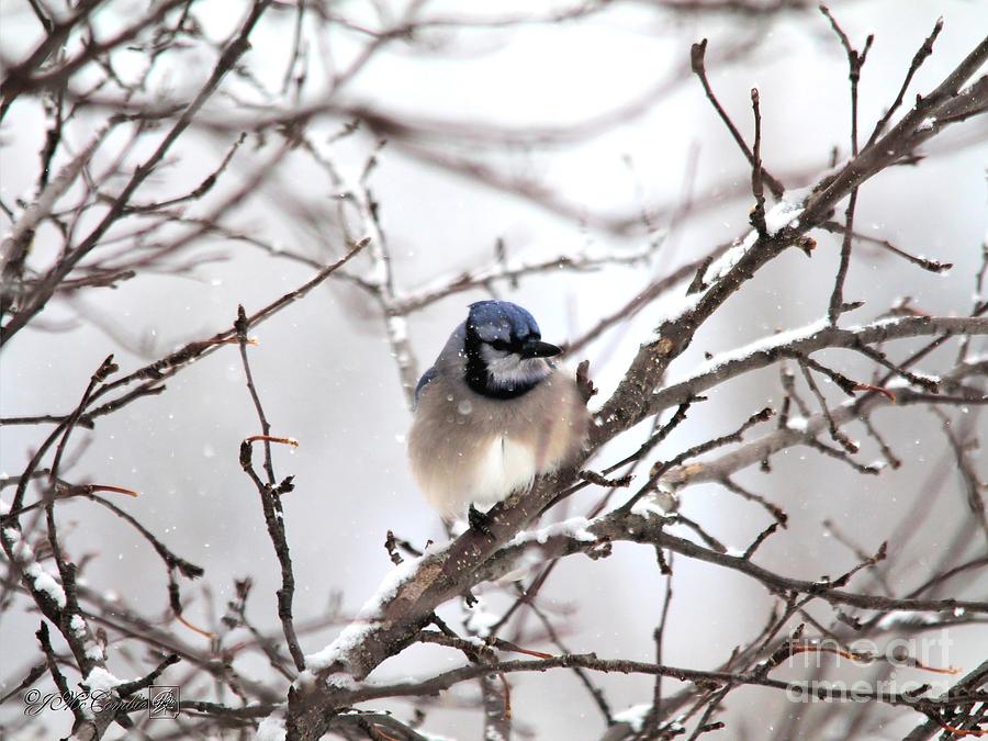 Blue Jay in Winter #3 Photograph by J McCombie