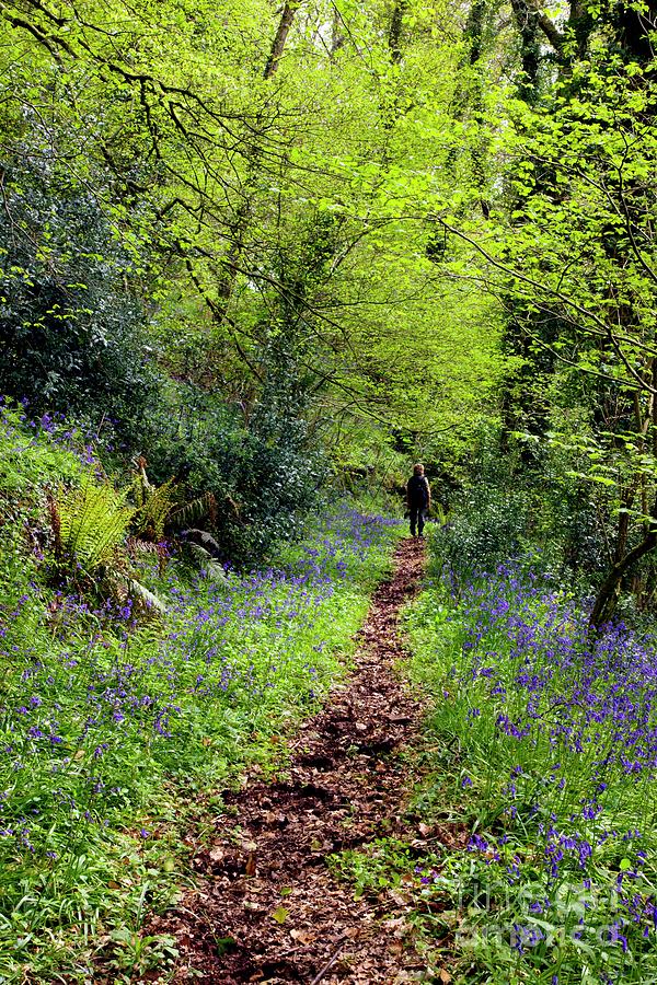 Bluebell Wood #3 Photograph by Dr Keith Wheeler/science Photo Library