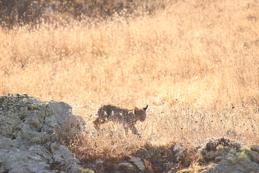 Bobcat Kitten by Paul Comish Bobcat Kitten by Paul Comish