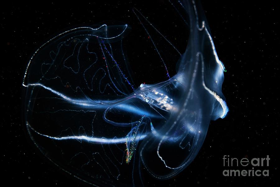 Nature Photograph - Bolinopsis Comb Jelly #3 by Alexander Semenov/science Photo Library