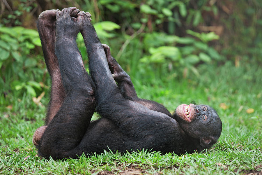 Bonobopygmy Chimpanzee Pan Paniscus #3 Photograph by Nhpa
