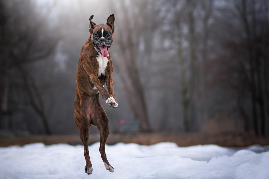 Boxer Dog In Action Photograph