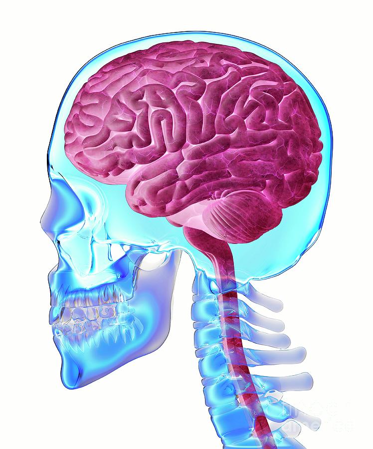 Brain And Skull Anatomy Photograph by Claus Lunau/science Photo Library ...