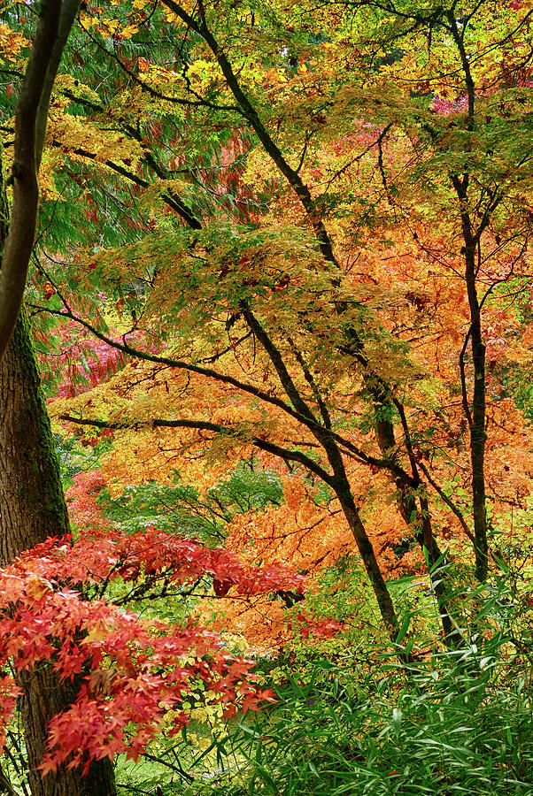 Brightly colored autumn leaves in  Arboretum #3 Photograph by Steve Estvanik