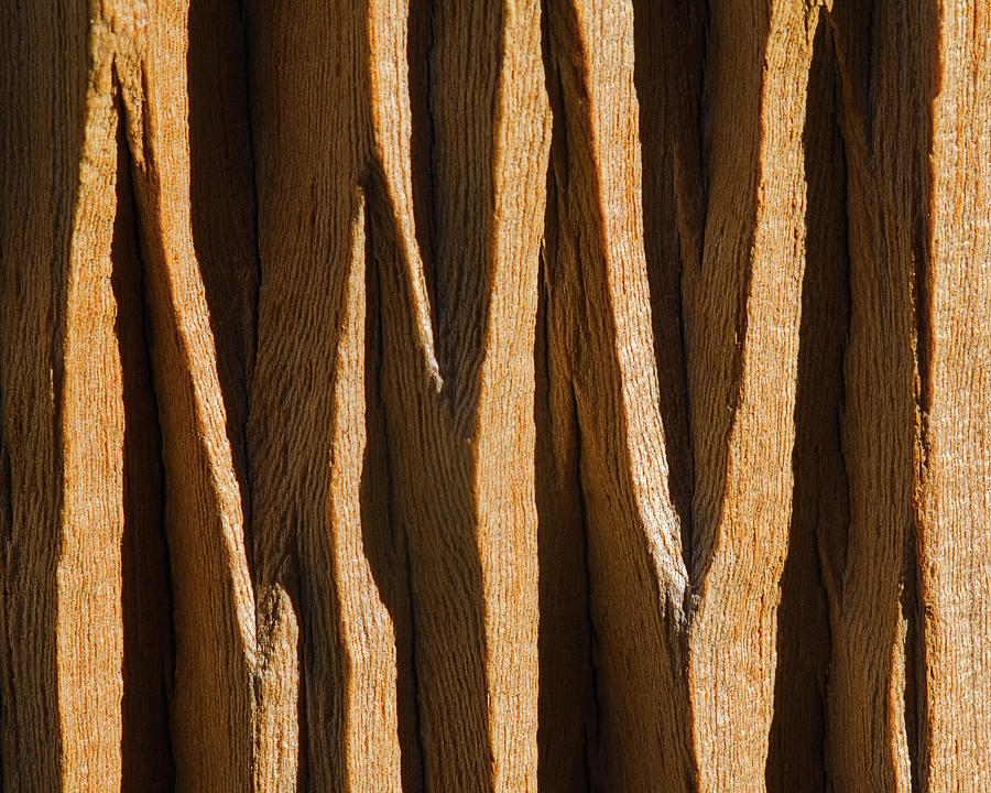 Bristlecone Pine Texture #3 Photograph by Donald E. Hall