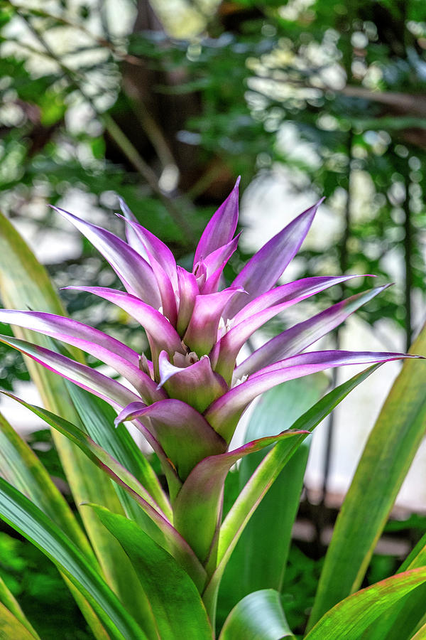 Blooming Photograph - Bromeliad #3 by Lisa S. Engelbrecht