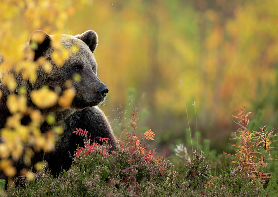 Brown Bear In Autumnal Forest, Finland #3 Photograph by Danny Green / Naturepl.com Brown Bear In Autumnal Forest, Finland #3 Photograph by Danny Green / Naturepl.com