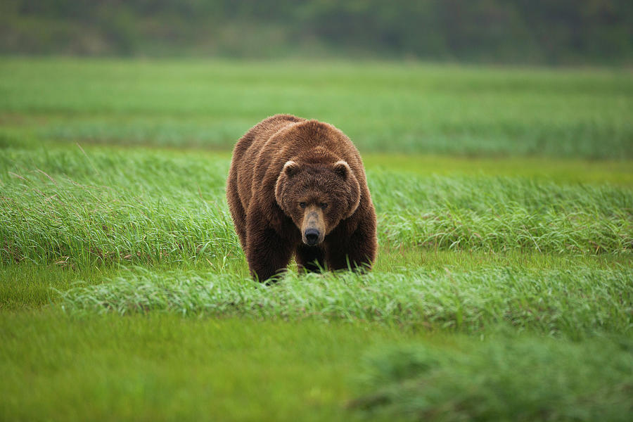 Brown Bear, Katmai National Park #3 Photograph by Mint Images/ Art Wolfe