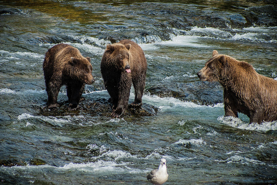 Brown Bears catching Salmon Photograph by Donald Pash