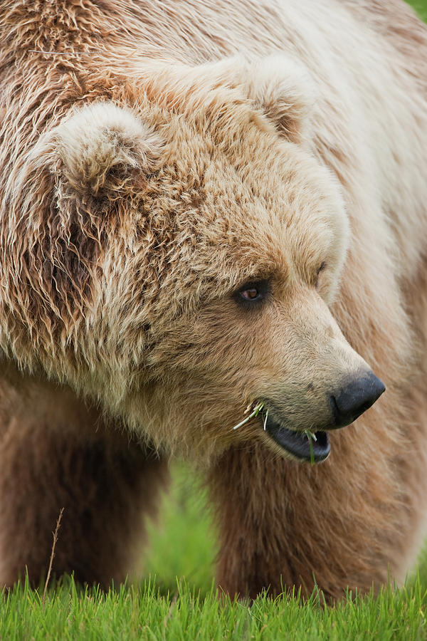 Brown Bears, Katmai National Park #3 Photograph by Mint Images/ Art Wolfe