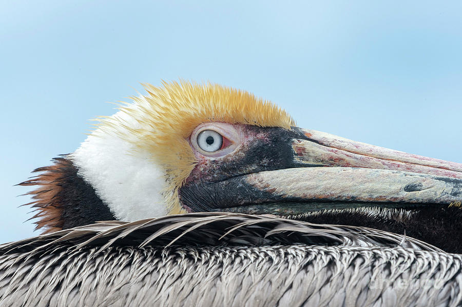 Nature Photograph - Brown Pelican #3 by Christopher Swann/science Photo Library