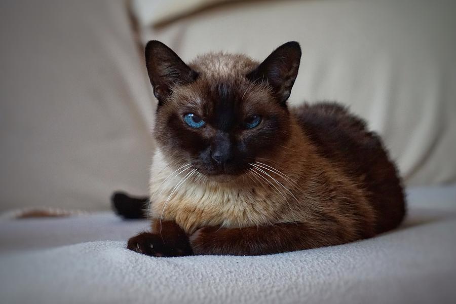 Brown Siamese Cat, Beautiful Domestic Cat Photograph by Cavan Images ...