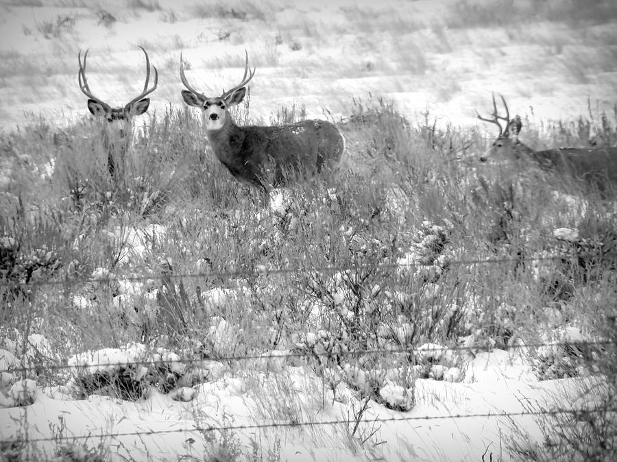 3 Bucks Black and White Photograph by Cathy Anderson