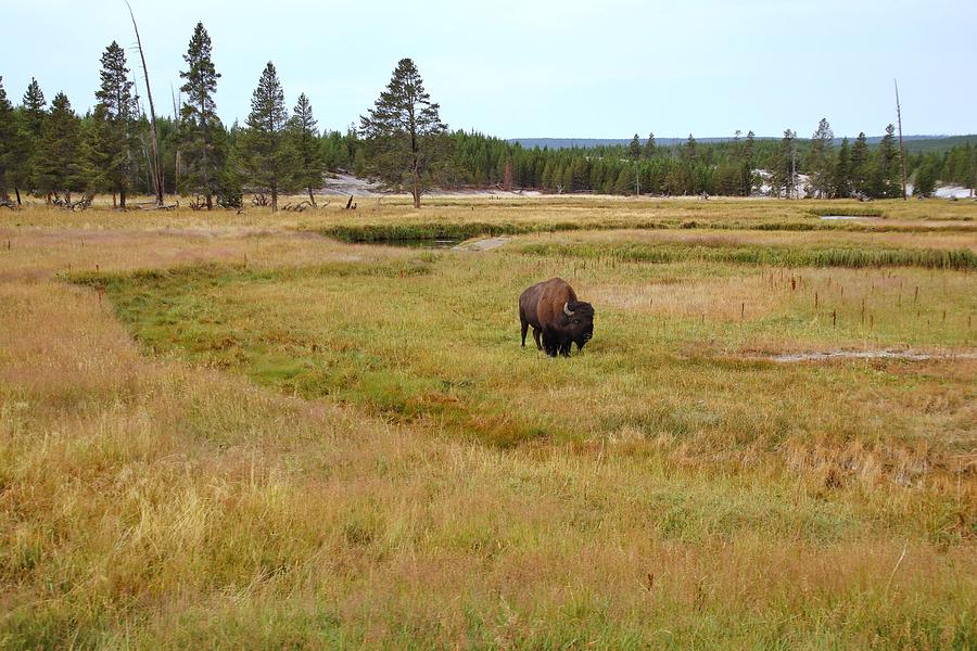 Buffalo at Yellowstone National Park #3 Photograph by Susan Jensen