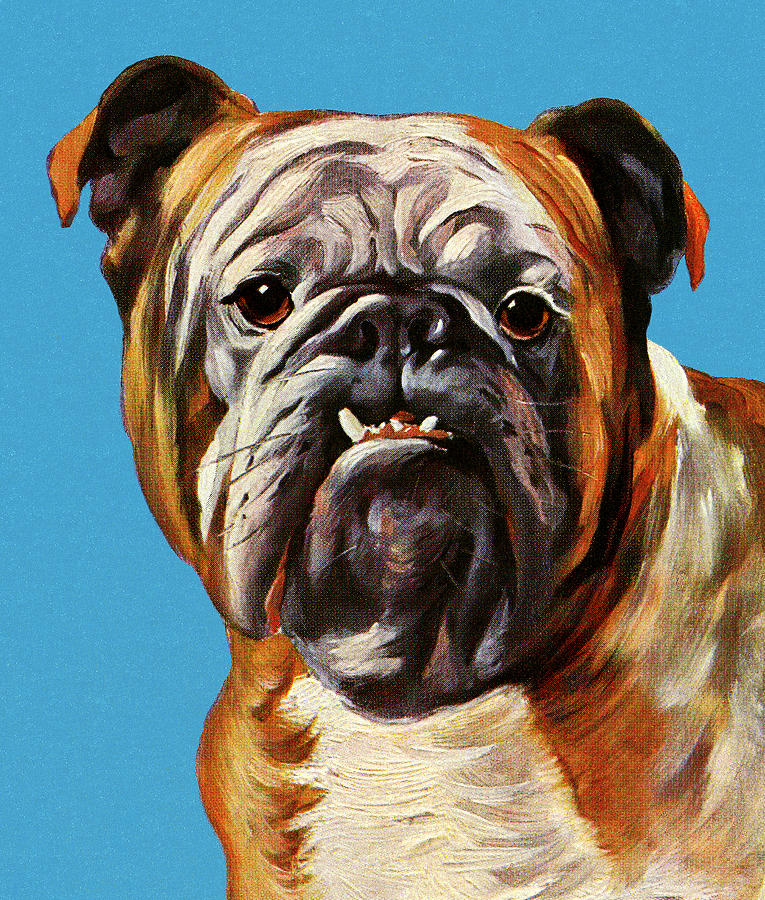 Vintage Drawing - Bulldog #3 by CSA Images