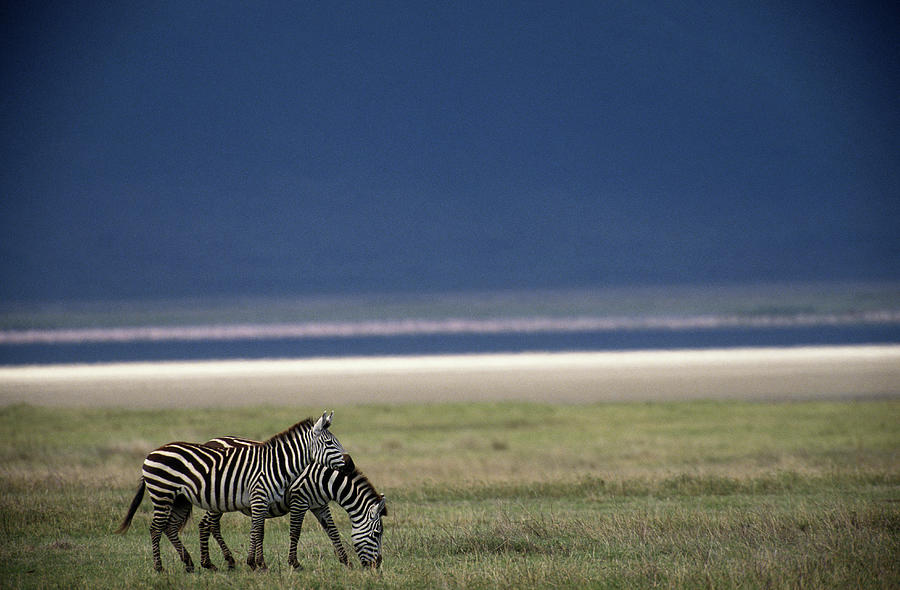 Burchells Zebras Equus Burchelli #3 Photograph by Art Wolfe