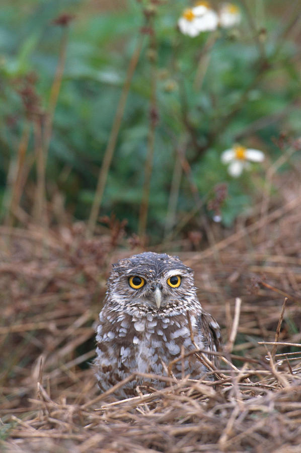 Burrowing Owl #3 Photograph by James Zipp