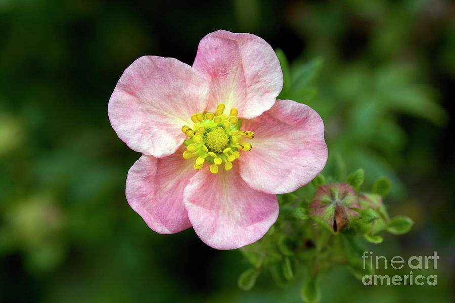 Buttercup Shrub grace Darling #3 Photograph by Science Photo Library Buttercup Shrub grace Darling #3 Photograph by Science Photo Library
