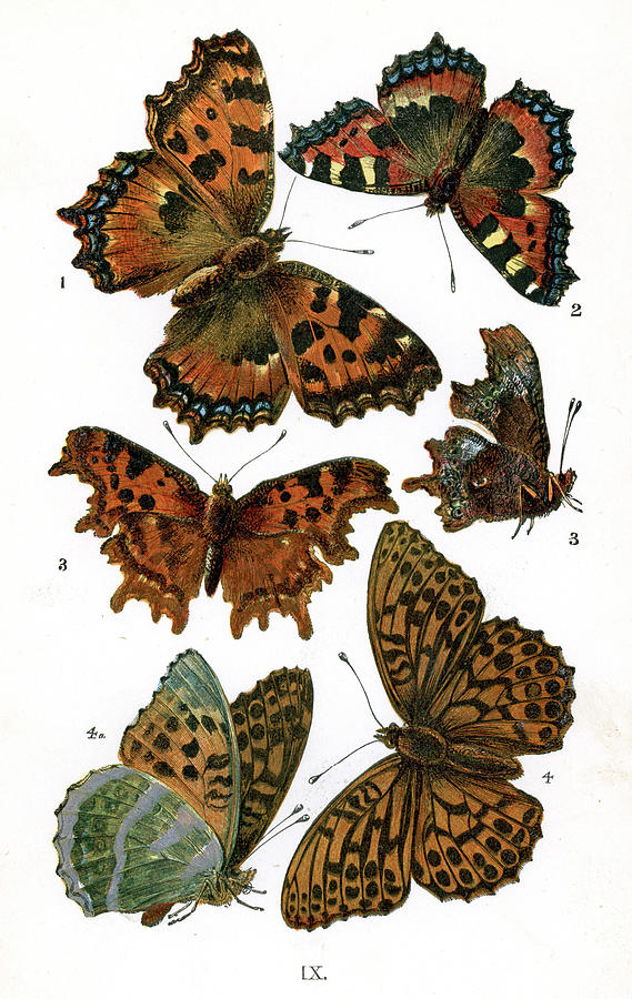 Butterfly Digital Art - Butterflies #3 by Duncan1890