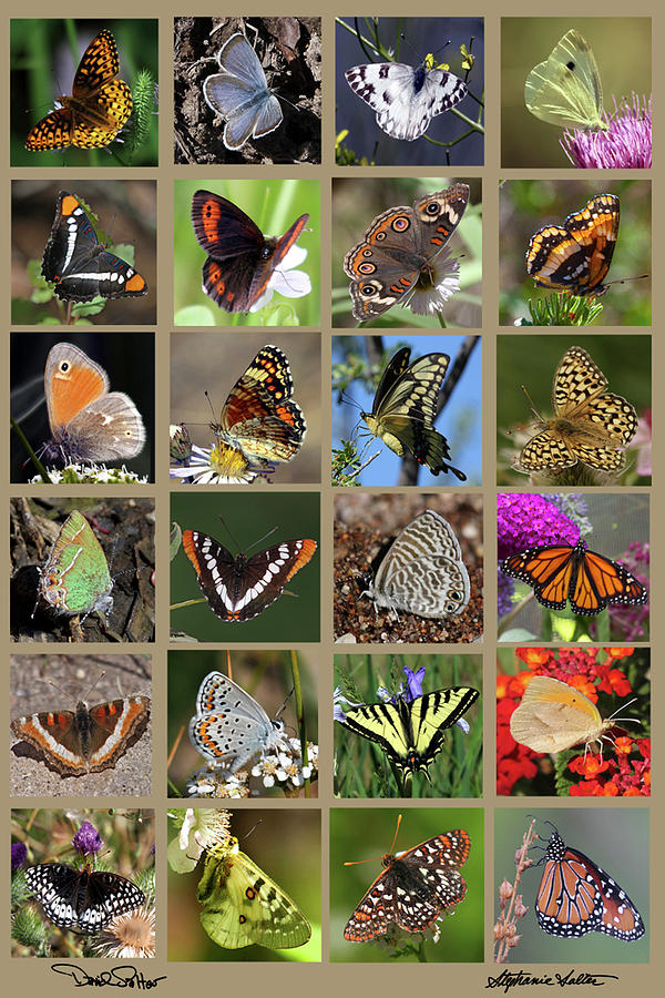Butterfly Collage #3 Photograph by David Salter