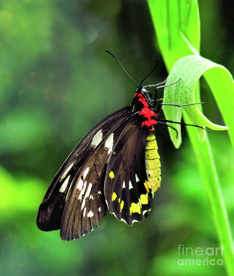Birdwing Butterfly by Elaine Manley Birdwing Butterfly by Elaine Manley