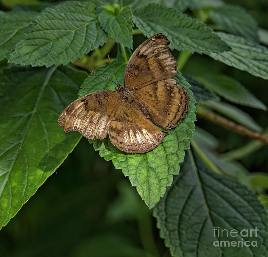Butterfly #4 Digital Art by Elijah Knight