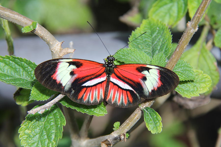 Butterfly Photograph by Richard Krebs