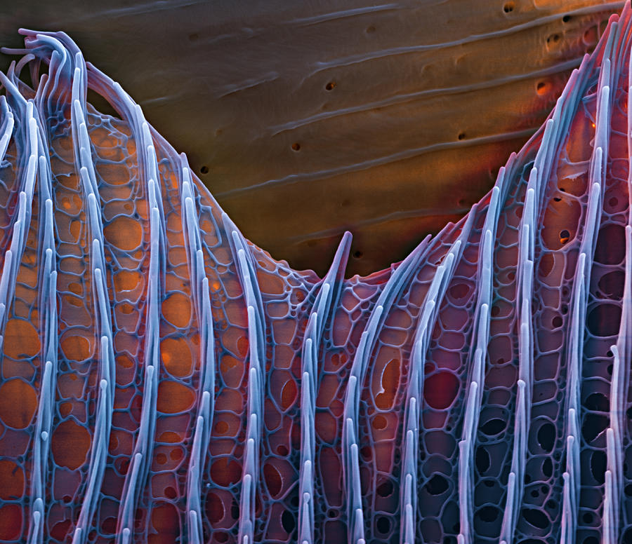 Butterfly Wing Scale Sem #3 Photograph by Meckes/ottawa