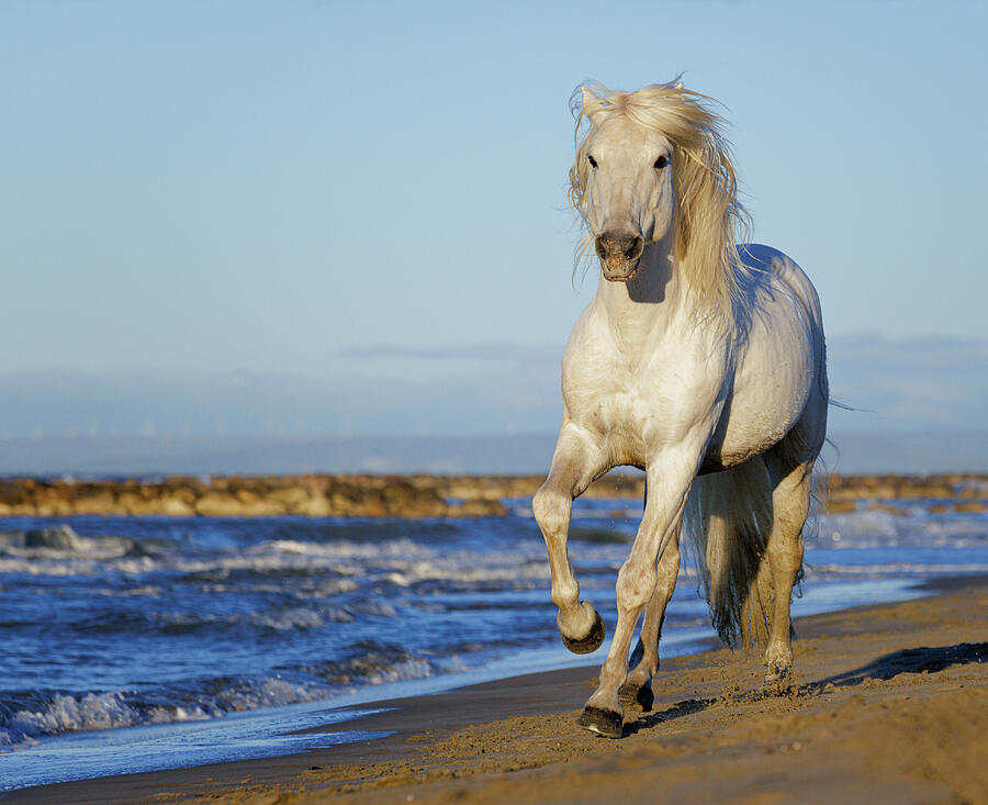 Camargue Horse Running On Beach, Camargue, France. #3 Photograph by ...