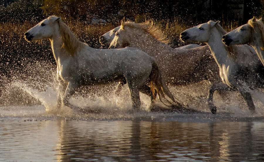 Camargue Horses #3 Photograph by Isabelle Dupont