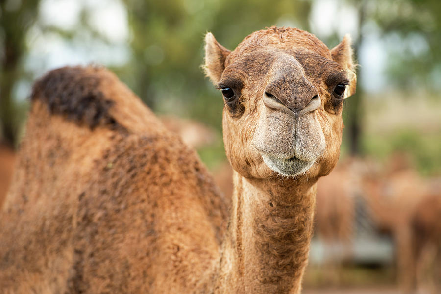 Camel out amongst nature by Rob D Imagery Camel out amongst nature by Rob D Imagery