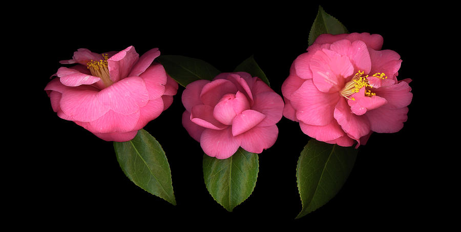 3 Camellias Painting by Susan S. Barmon
