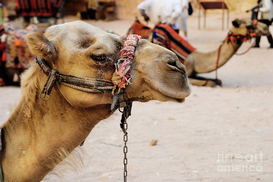Camels #3 Photograph by Jelena Jovanovic