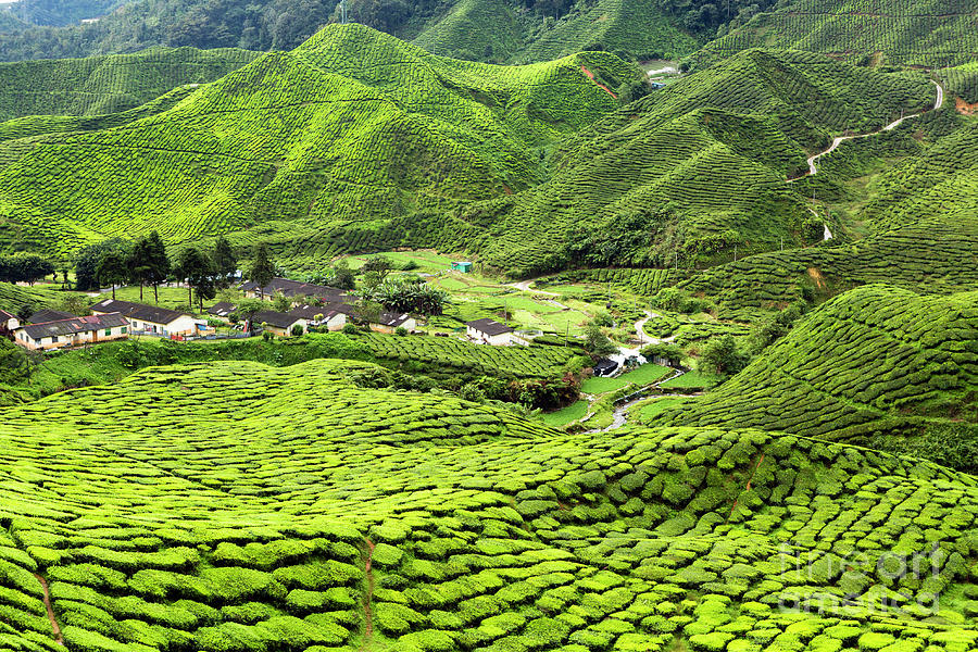 Cameron Highlands Tea Plantation Photograph by Kevin Miller