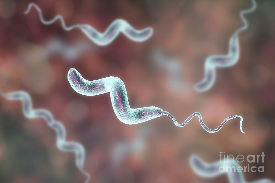 Bacilli Photograph - Campylobacter Bacterium #3 by Kateryna Kon/science Photo Library